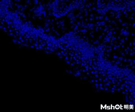 明美荧光模块应用于细胞切片观察