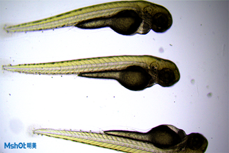 明美荧光显微镜助力上海市公共卫生临床斑马鱼观察