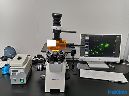 明美荧光显微镜助力中科大生殖健康研究