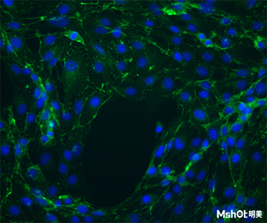 明美荧光显微镜助力中科院细胞爬片观察