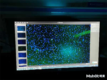 明美荧光显微镜应用于免疫荧光检测