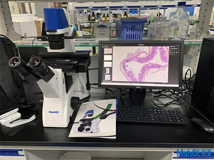 明美倒置显微镜应用于细胞生长观察