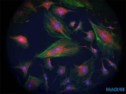 明美倒置显微镜用于细胞爬片观察