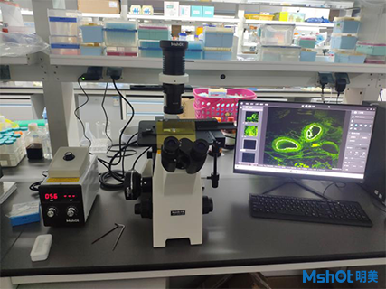 明美倒置显微镜应用于病毒仿生药物观察