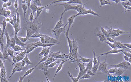 明美倒置显微镜助力中南大学湘雅医学院活细胞观察