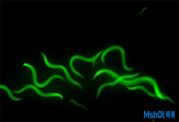 高倍体视荧光显微镜 —秀丽线虫研究好帮手