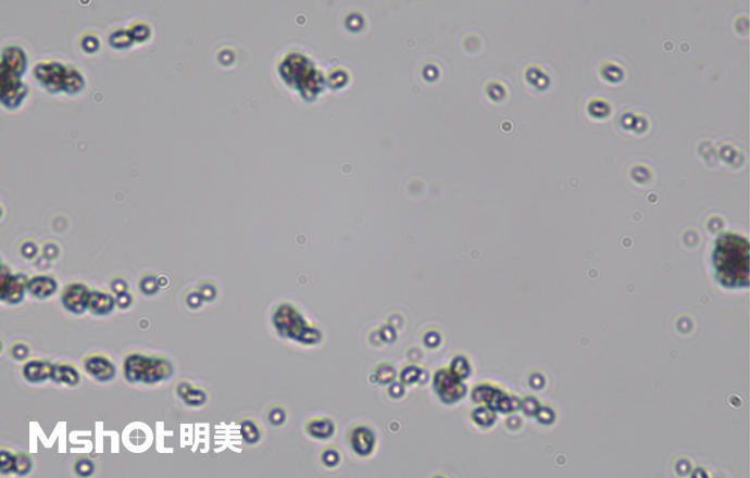 观察钛白粉用什么显微镜？