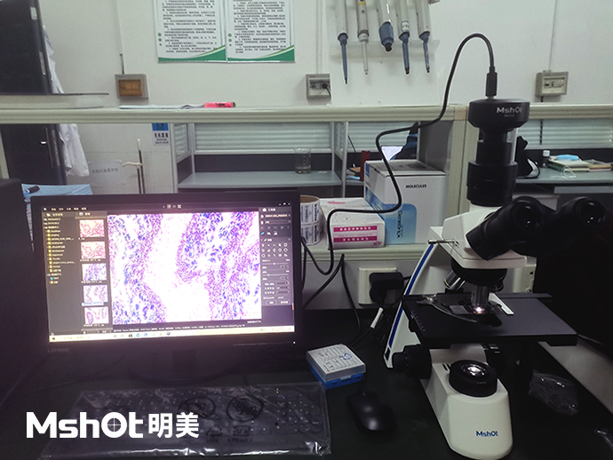 河蚬可以用什么显微镜观察？