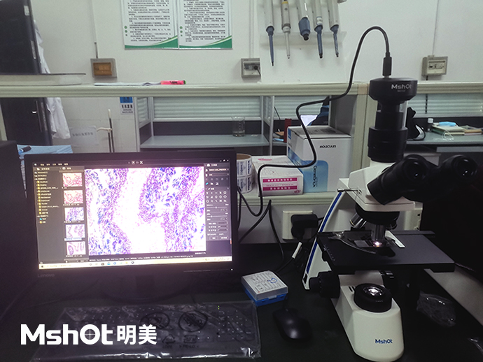 生物显微镜ML31搭配显微镜相机MD50观察河蚬精巢组织