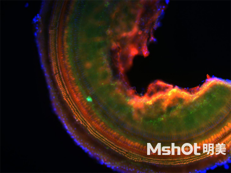 倒置荧光显微镜应用于小鼠耳蜗观察