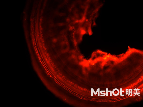 倒置荧光显微镜应用于小鼠耳蜗观察