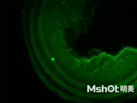 倒置荧光显微镜应用于小鼠耳蜗观察