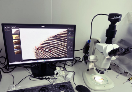 体视显微镜应用于鱼苗筛选