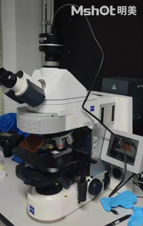 明美显微镜相机助力于芽孢杆菌研究