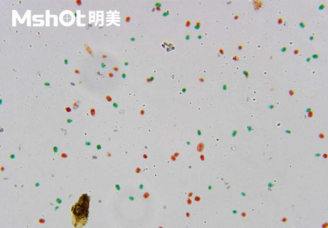 生物显微镜ML51-M观察染色酵母菌