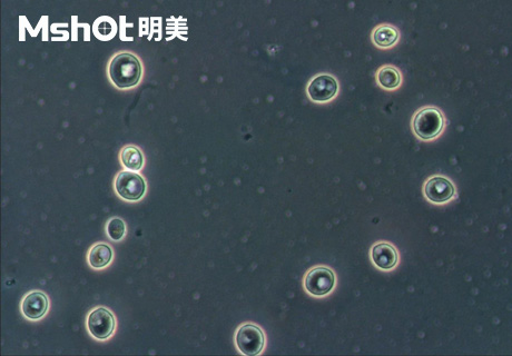 生物显微镜ML51-M观察染色酵母菌