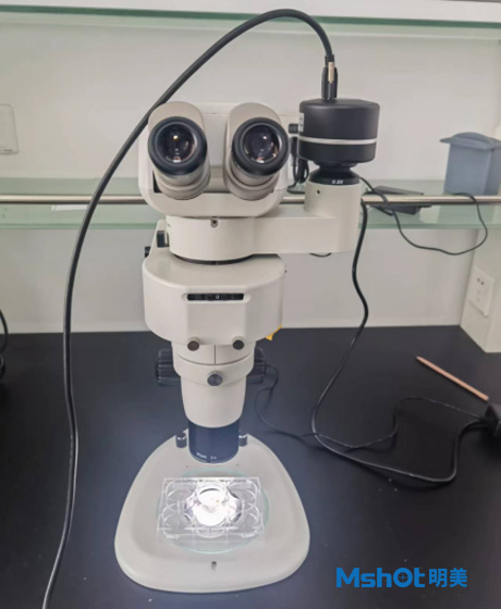 体视荧光显微镜用于观察小鼠肺