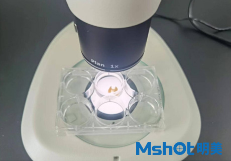 体视荧光显微镜用于观察小鼠肺