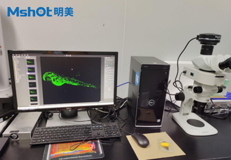体视荧光显微镜应用于斑马鱼研究