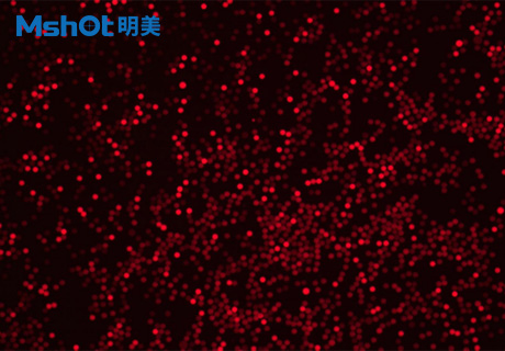 倒置荧光显微镜用于荧光微球研究