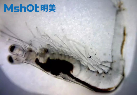 显微镜应用于虾苗筛查