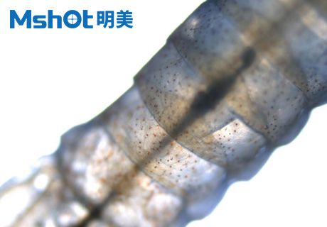 显微镜应用于虾苗筛查