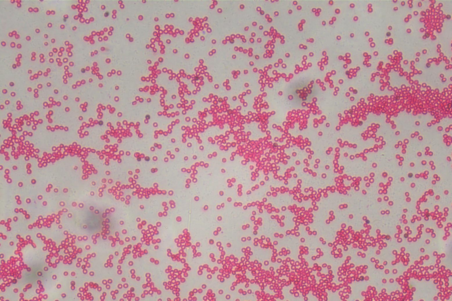 倒置显微镜下的红细胞|应用百科