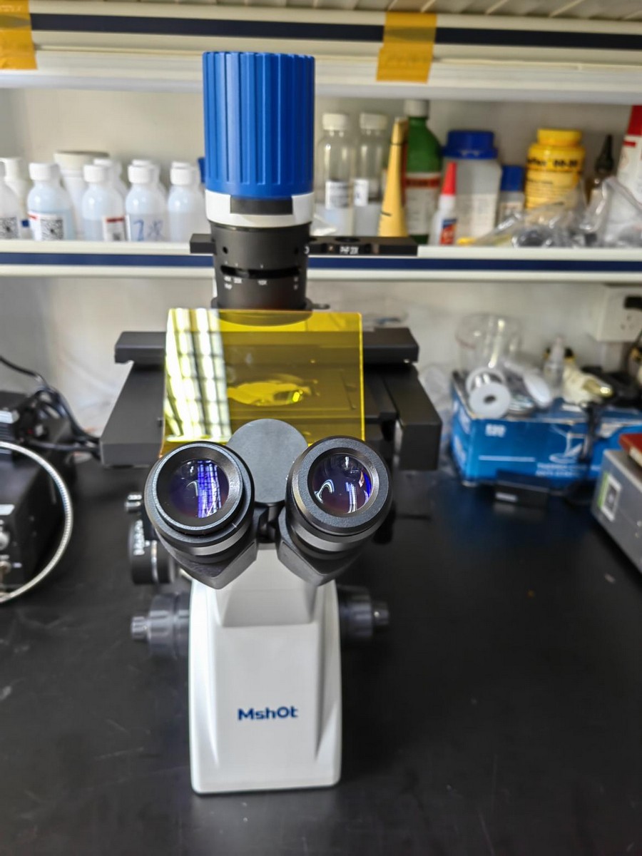 倒置荧光显微镜应用于观察细胞毒性|应用百科