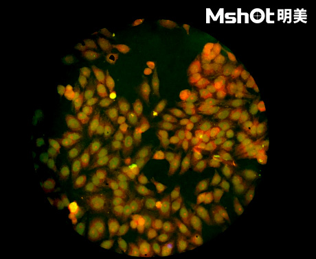 体视荧光显微镜用于细胞生物学领域