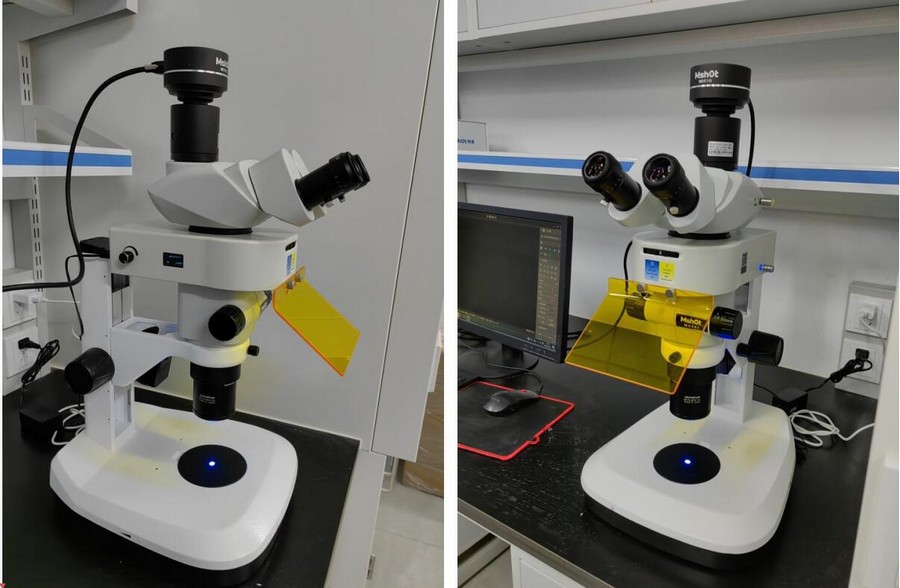 体视荧光显微镜用于观察植物叶片荧光|应用百科