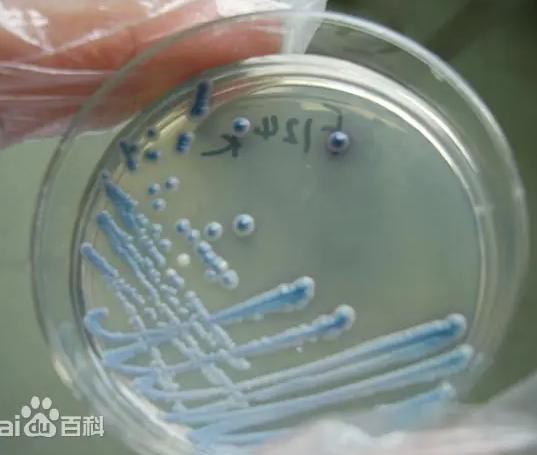 显微镜下的白假丝酵母菌|应用百科