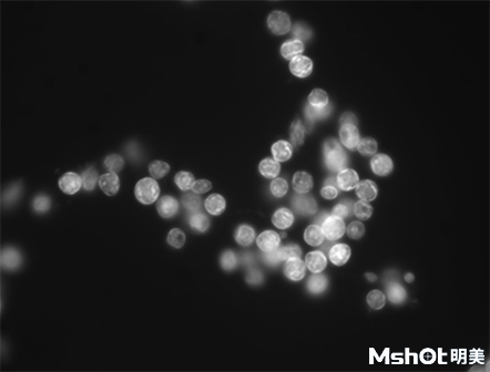 高灵敏度显微数字相机MSH05样品图