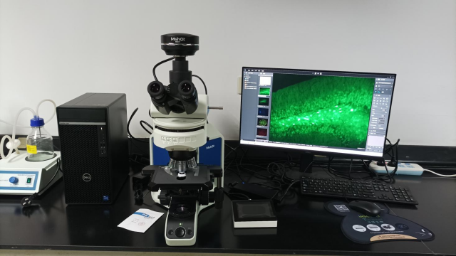正置荧光显微镜应用于小动物研究中心-小鼠脑片观察|应用百科