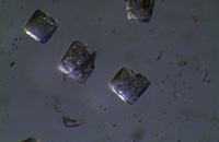 食盐晶体显微图片