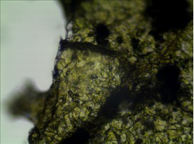 普通显微镜升级成数码生物显微镜应用于农业