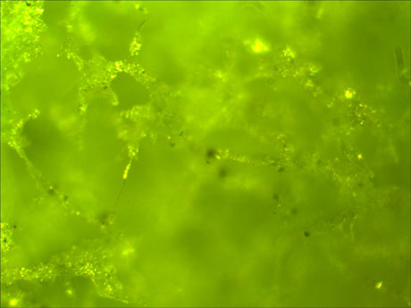 海棉 显微镜