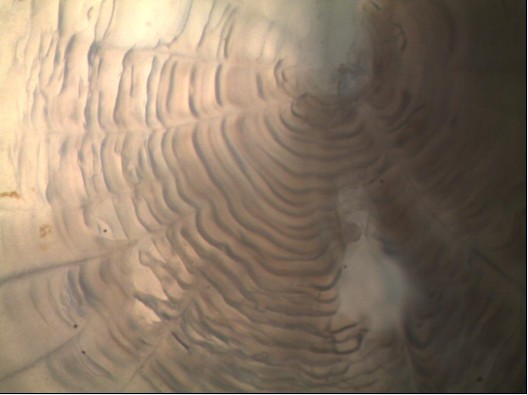 数码生物显微镜实拍图